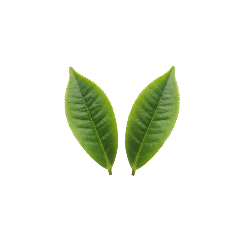 THÉ VERT
