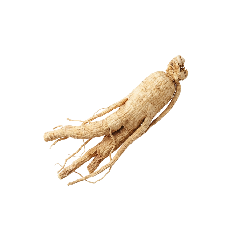 Panax Ginseng