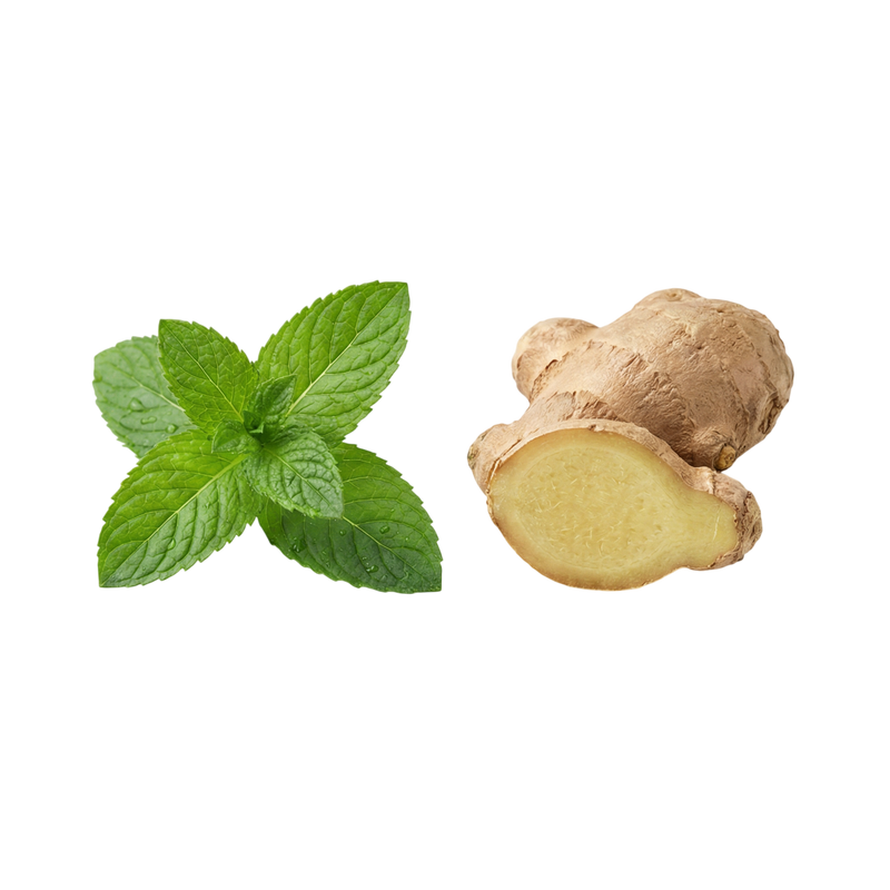 Menthe Poivrée & Extrait de Gingembre